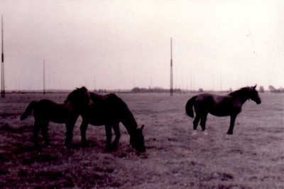 Paarden-van-Lam-en-masten-vd-NERA
De paarden van Fam G. Lam, op de achtergrond de masten van de NERA aan de Middenweg 30 in de Horstermeer.
In 1924 kocht de heer C. Lam uit Soest de boerderij van het R.K. Armbestuur. De veehouderij groeide uit tot een flink bedrijf. Zoon Gijs nam de melkveehouderij over. Hij bekwaamde zich ook in het fokken van vee. De oude boerderij werd in plus minus 1985 vervangen door een nieuwe woning. De stallen en schuren zijn nog wel aanwezig, maar het bedrijf werd al enige jaren terug beëindigd.
Foto ca. 1965
Zie verder: Werinon 51, het jaar van de boerderij
Trefwoorden: Horstermeer,Middenweg