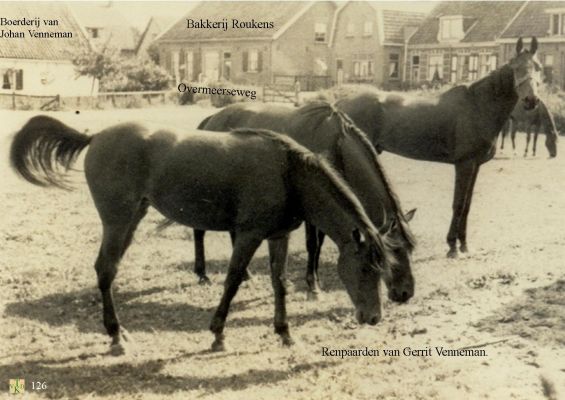 0126 Paarden in het weiland.
