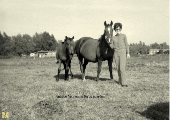 0491 Bij de paarden 
