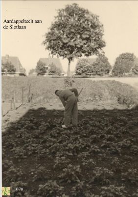 1070 Aardappelteelt. 
Aan de overkant het Rode dorp.
