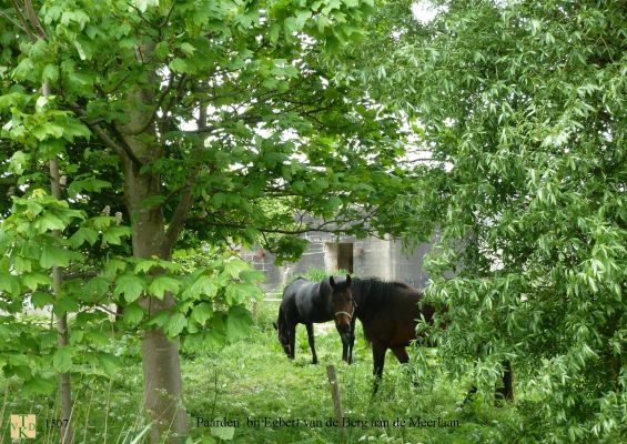 1507 Paarden bij E v d Berg
