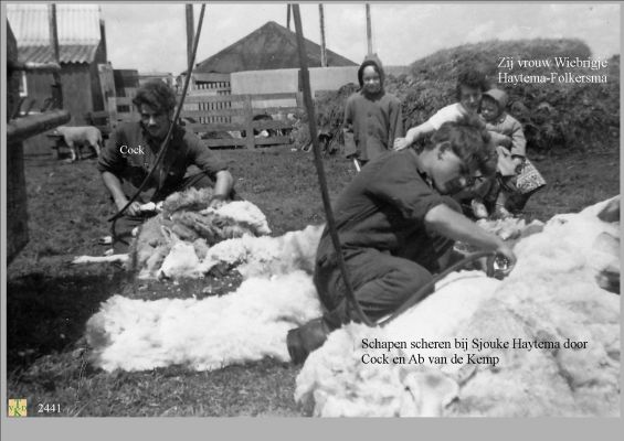 2441
 Schapen scheren bij S Haytema 
