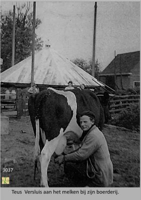 3037
Melken_op_de_boerderij.
