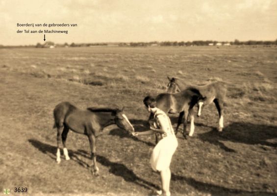 3639_
Paarden_op_de_Horstermeerdijk
