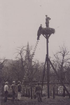 Ooievaarsnest
In de boomgaard van boerderij Th Groenendaal wordt een ooievaarsnest geplaatst.
Boven op het nest staat aannemer A de Groot.
