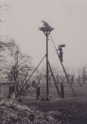 Plaatsing-Ooievaarsnest
In de boomgaard van boerderij Th Groenendaal wordt een ooievaarsnest geplaatst.
Boven op het nest staat aannemer A. de Groot.
