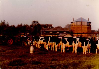 Voederen-van-koeien-in-stal
Charles Wenneker aan het melken in de groepstal op de Eilandseweg 7.
