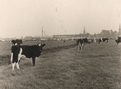 Boerderij-Groenendaal
Koeien in het land van de boerderij van TH.Groenendaal
