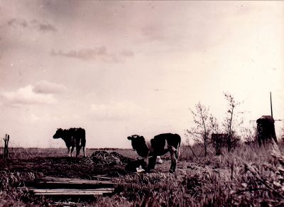 Koeien-in-de-wei
Koeien langs het Ankeveensepad met op de achtergrond de molen
