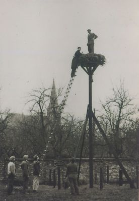 Ooievaarsnest
Rob Peelen bekijkt op ladder het ooievaarsnest-  Toon de Groot staat op het nest-  Op de grond v-l-n-r-  Groenendaal Henk Middelkoop C-de Groot en Tom Groenendaal
Trefwoorden: Dorpszicht